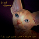 Illustration for article titled Classic site The Kitten Covers goes for broke with Meowderhead